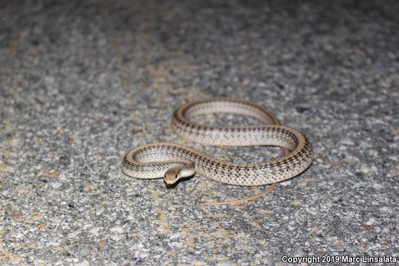 Mojave Patch-nosed Snake (Salvadora hexalepis mojavensis)