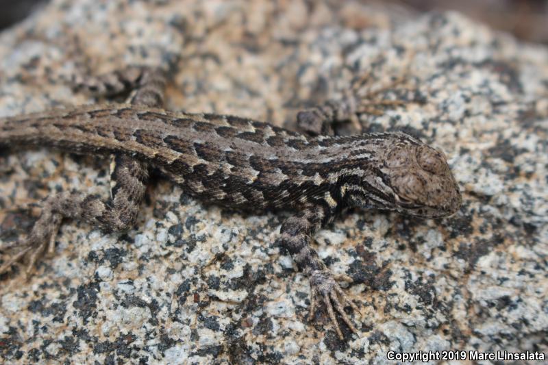 Western Sagebrush Lizard (Sceloporus graciosus gracilis)