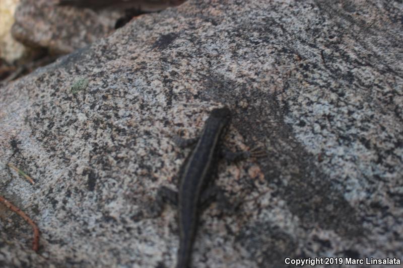 Western Sagebrush Lizard (Sceloporus graciosus gracilis)