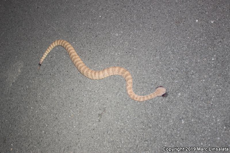 Panamint Rattlesnake (Crotalus stephensi)