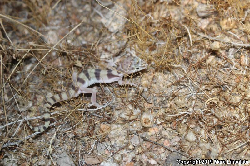 Desert Banded Gecko (Coleonyx variegatus variegatus)