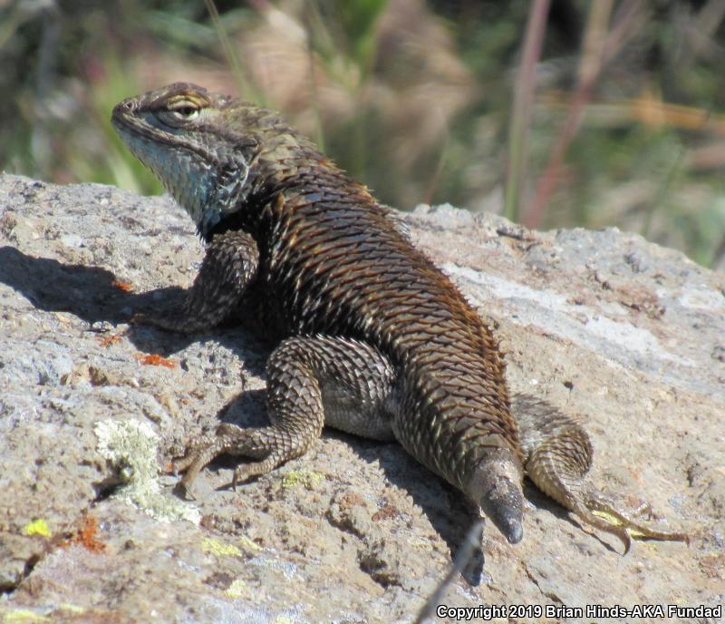 Desert Spiny Lizard (Sceloporus magister)