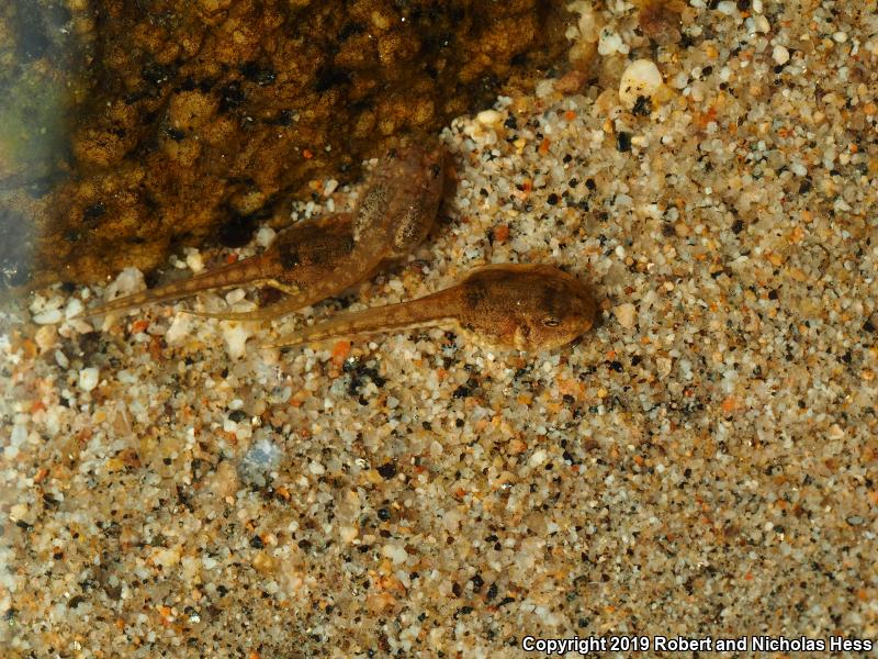 Arroyo Toad (Anaxyrus californicus)