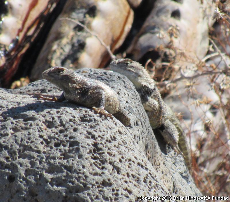 Desert Spiny Lizard (Sceloporus magister)