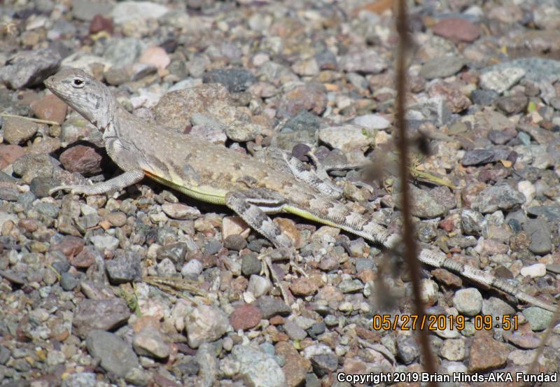 Zebratail Lizard (Callisaurus draconoides)