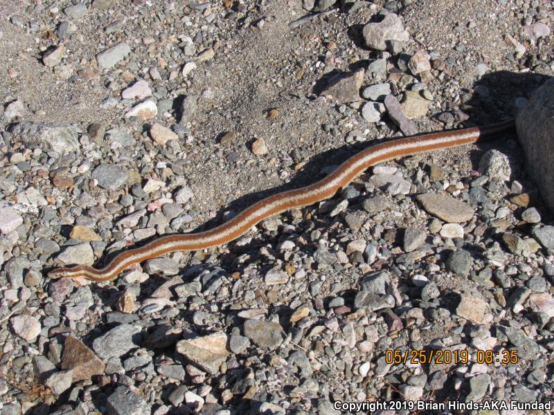 Desert Rosy Boa (Lichanura trivirgata gracia)