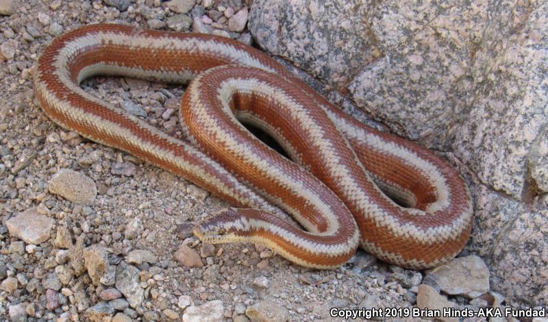 Desert Rosy Boa (Lichanura trivirgata gracia)