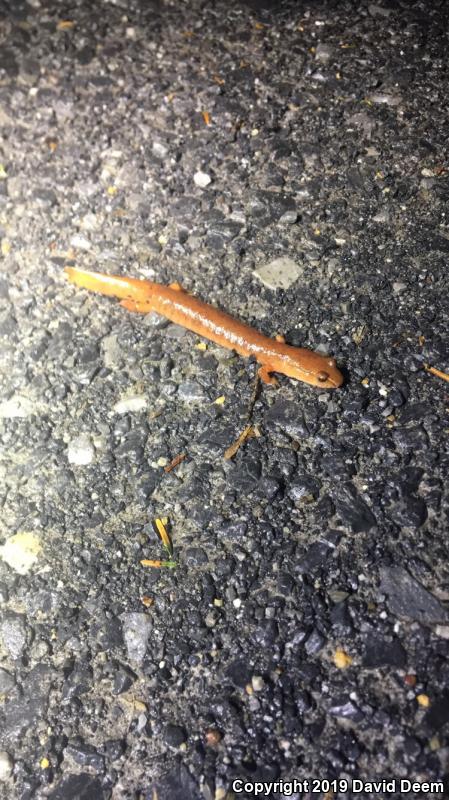 Northern Spring Salamander (Gyrinophilus porphyriticus porphyriticus)