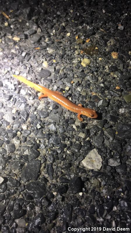 Northern Spring Salamander (Gyrinophilus porphyriticus porphyriticus)