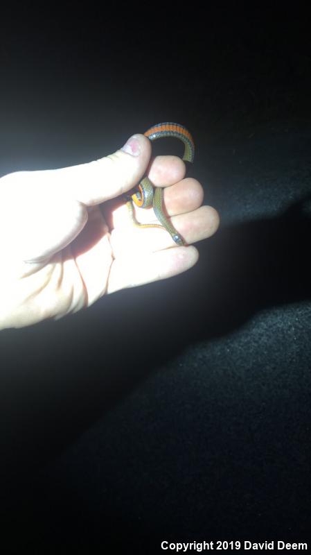 Northern Red-bellied Snake (Storeria occipitomaculata occipitomaculata)