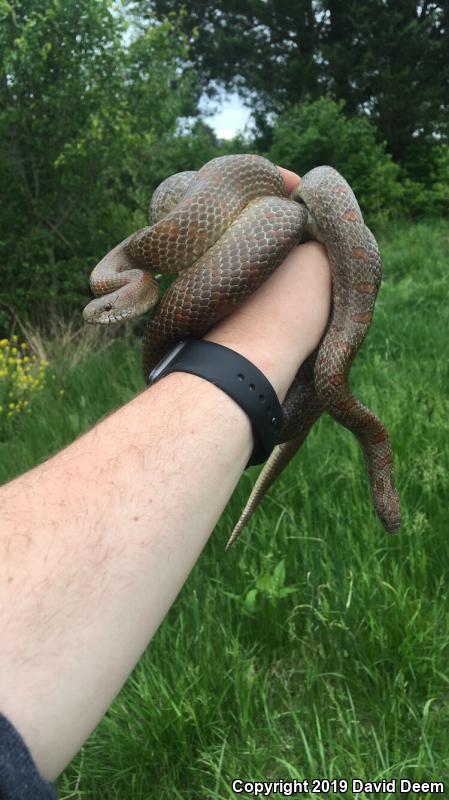 Mole Kingsnake (Lampropeltis calligaster rhombomaculata)