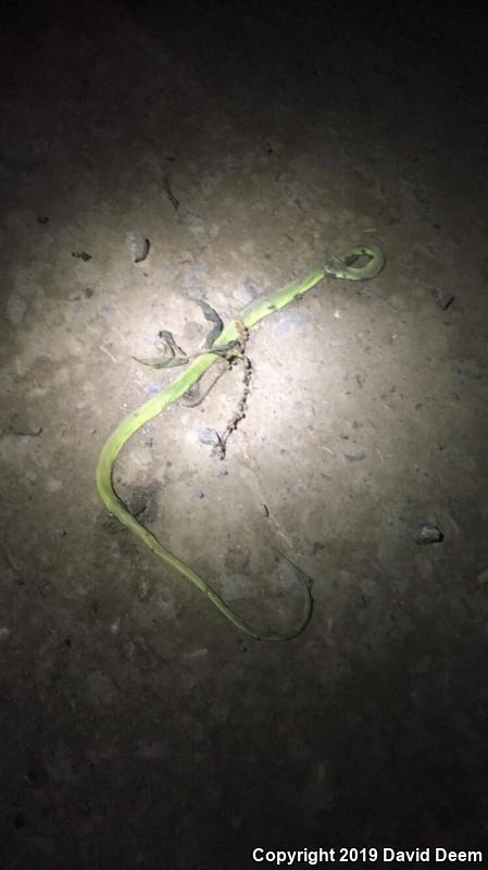 Northern Rough Greensnake (Opheodrys aestivus aestivus)