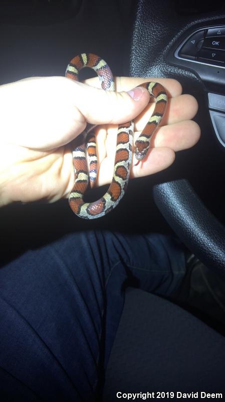 Eastern Milksnake (Lampropeltis triangulum triangulum)