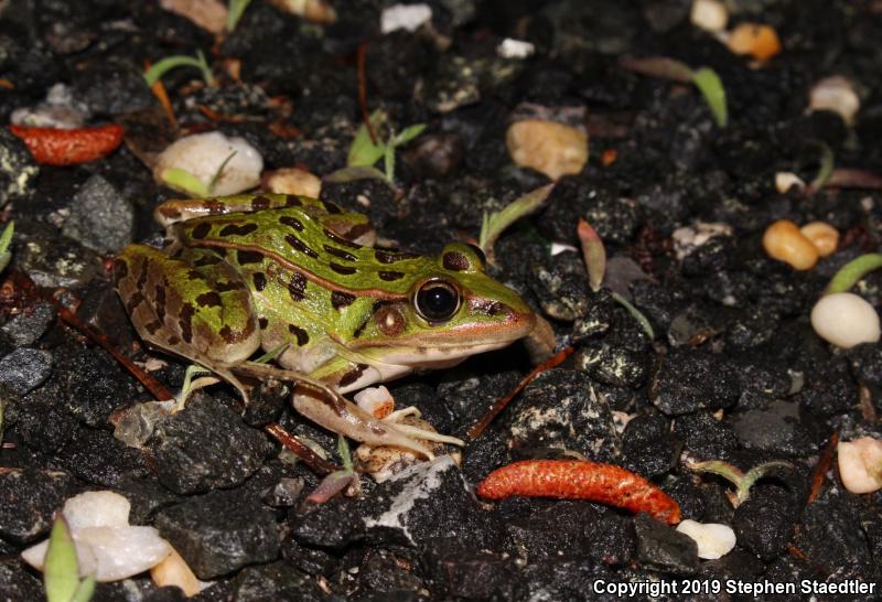 Southern Leopard Frog (Lithobates sphenocephalus utricularius)