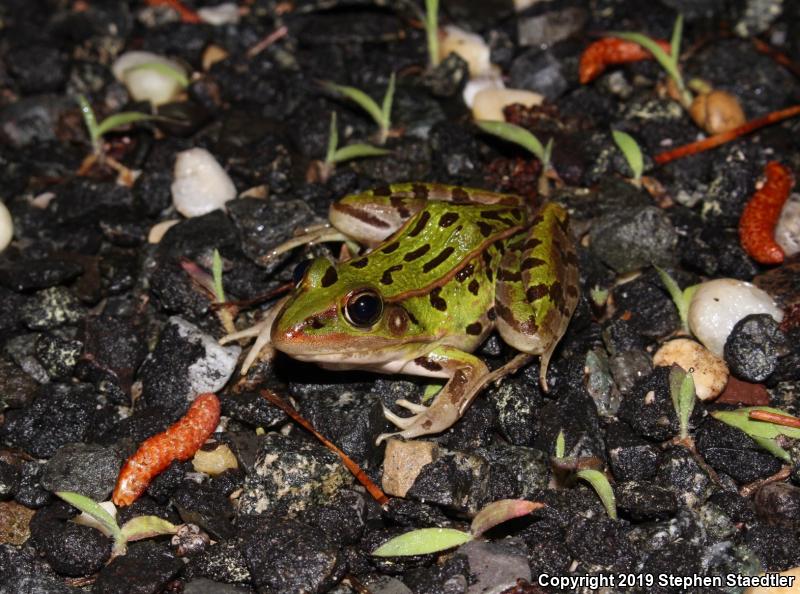 Southern Leopard Frog (Lithobates sphenocephalus utricularius)