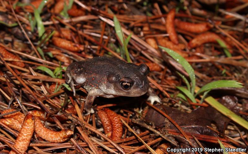 Eastern Spadefoot (Scaphiopus holbrookii)