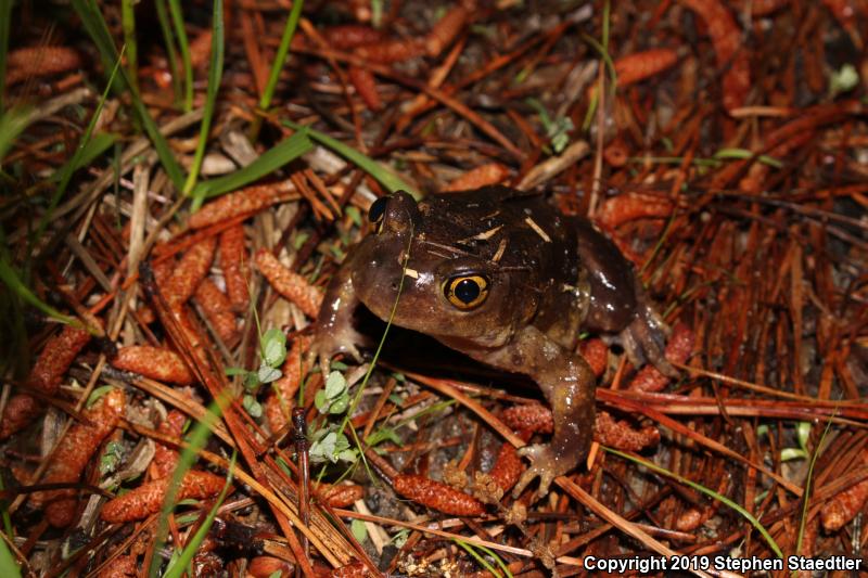 Eastern Spadefoot (Scaphiopus holbrookii)