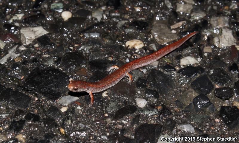 Four-toed Salamander (Hemidactylium scutatum)