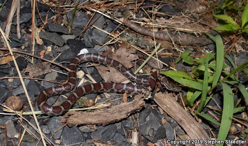 Eastern Milksnake (Lampropeltis triangulum triangulum)