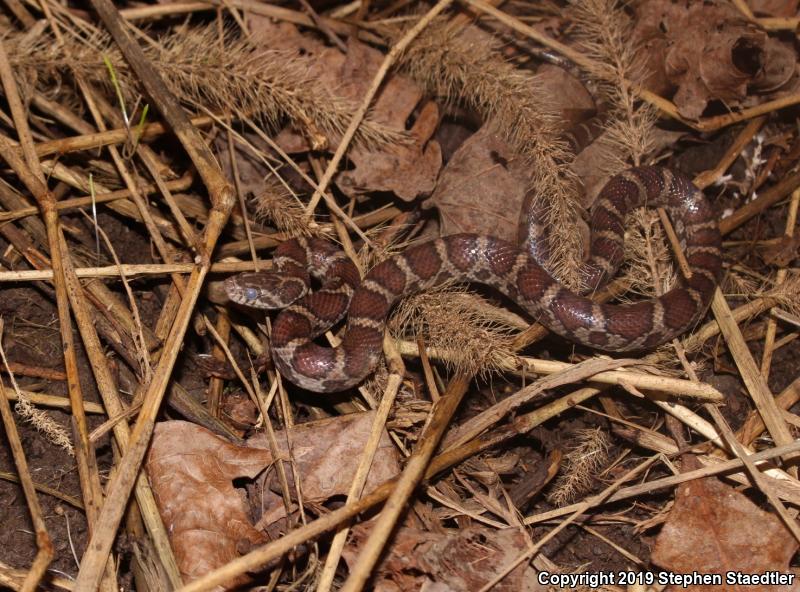 Eastern Milksnake (Lampropeltis triangulum triangulum)