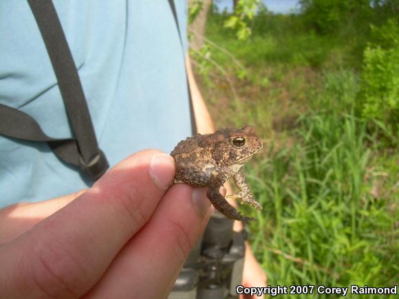 Eastern American Toad (Anaxyrus americanus americanus)