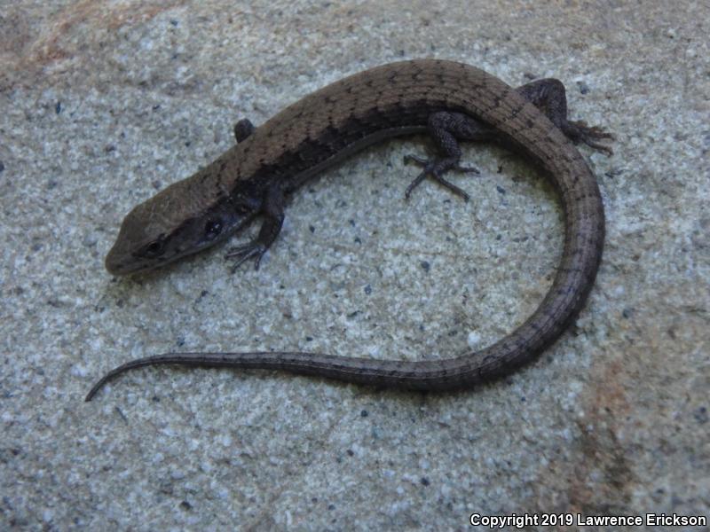 San Francisco Alligator Lizard (Elgaria coerulea coerulea)