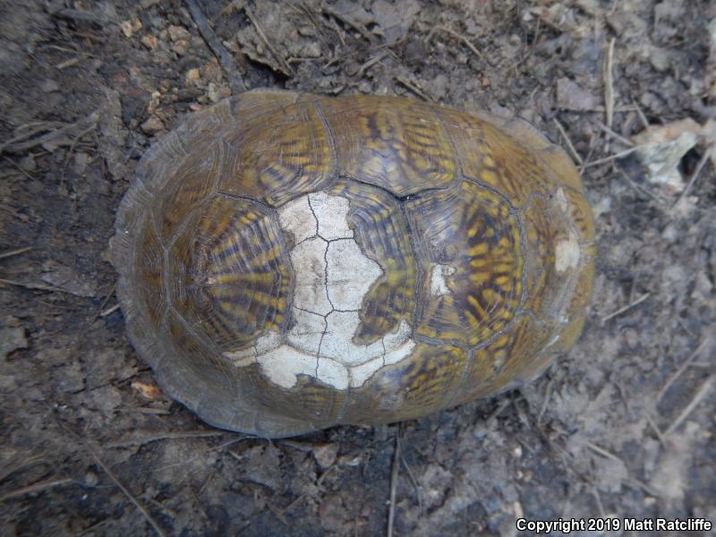 Three-toed Box Turtle (Terrapene carolina triunguis)