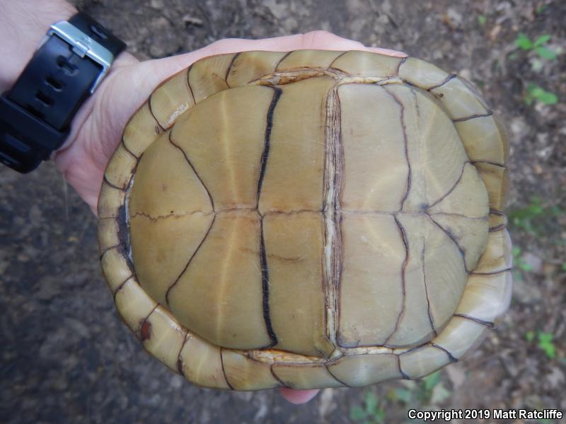 Three-toed Box Turtle (Terrapene carolina triunguis)