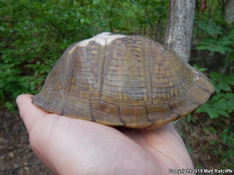 Three-toed Box Turtle (Terrapene carolina triunguis)