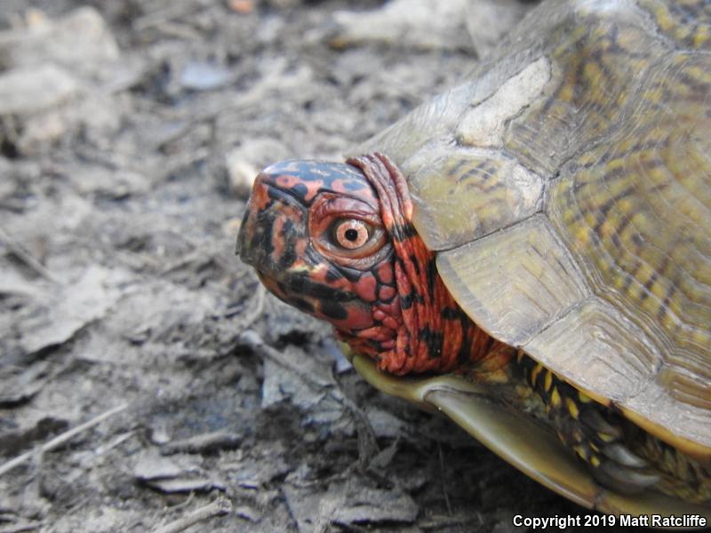 Three-toed Box Turtle (Terrapene carolina triunguis)