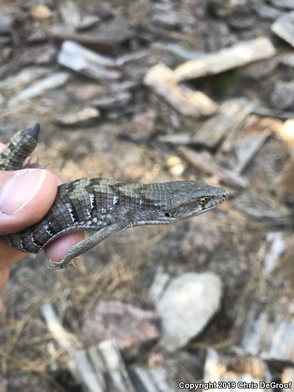 San Diego Alligator Lizard (Elgaria multicarinata webbii)