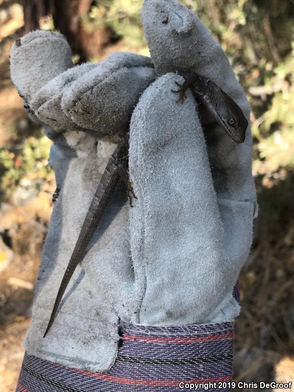 San Diego Alligator Lizard (Elgaria multicarinata webbii)