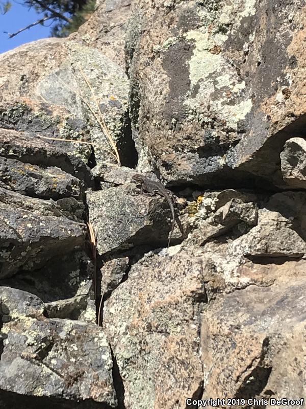 Southern Sagebrush Lizard (Sceloporus graciosus vandenburgianus)