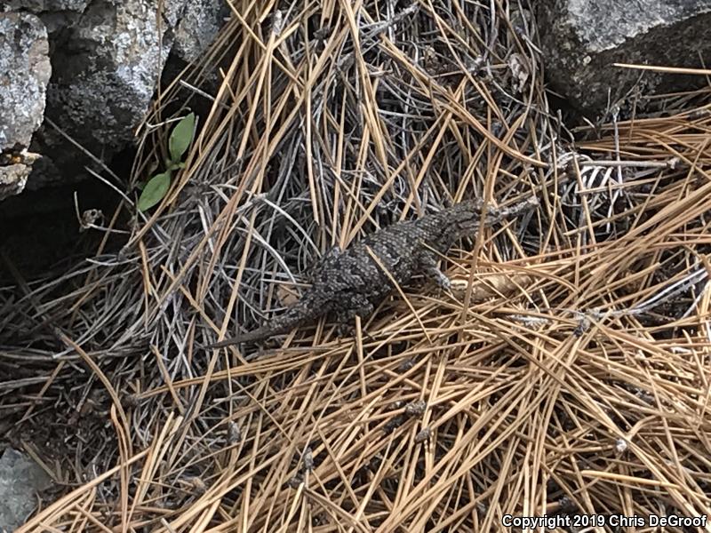 Southern Sagebrush Lizard (Sceloporus graciosus vandenburgianus)