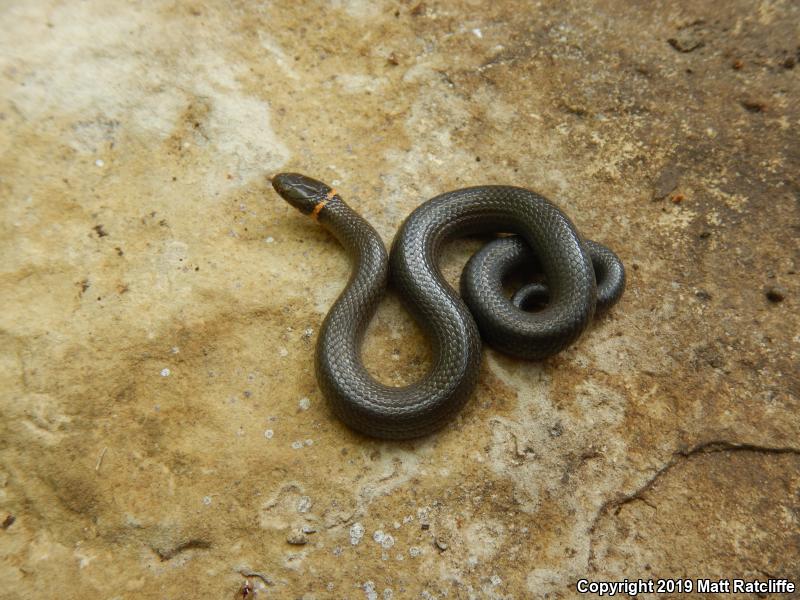 Prairie Ring-necked Snake (Diadophis punctatus arnyi)