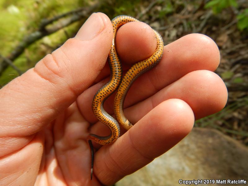 Prairie Ring-necked Snake (Diadophis punctatus arnyi)