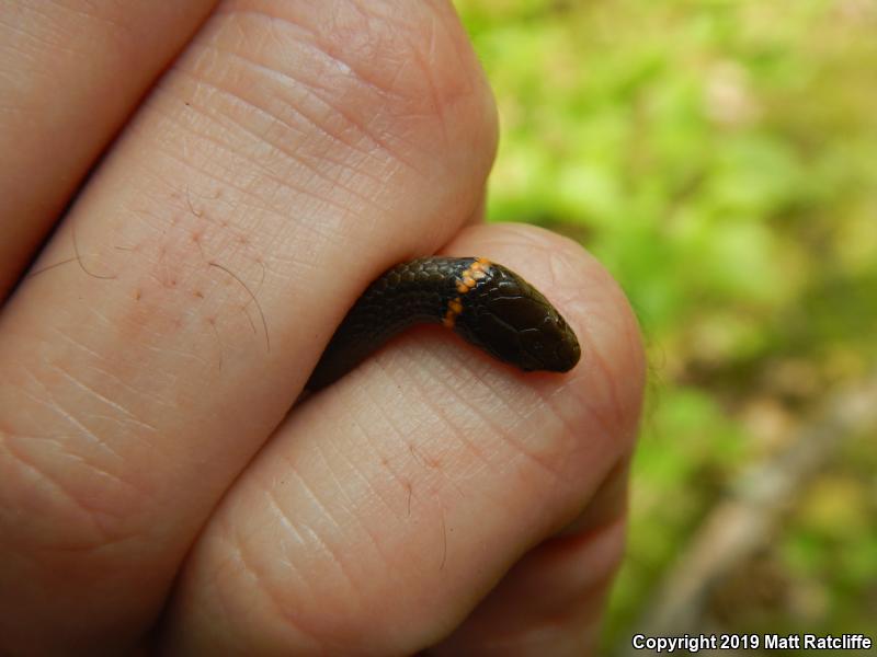 Prairie Ring-necked Snake (Diadophis punctatus arnyi)