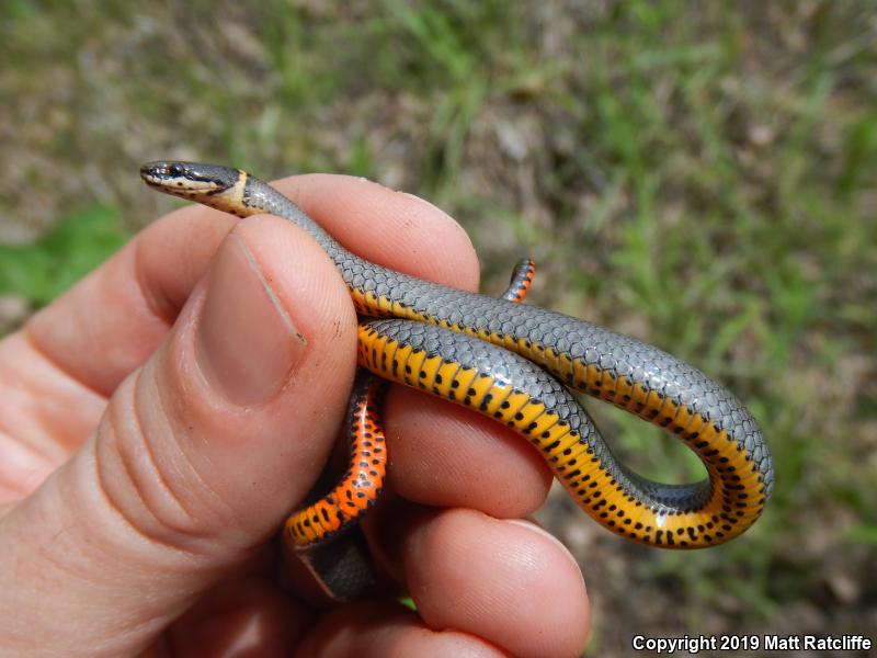 Prairie Ring-necked Snake (Diadophis punctatus arnyi)