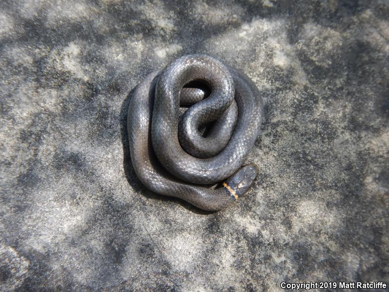 Prairie Ring-necked Snake (Diadophis punctatus arnyi)