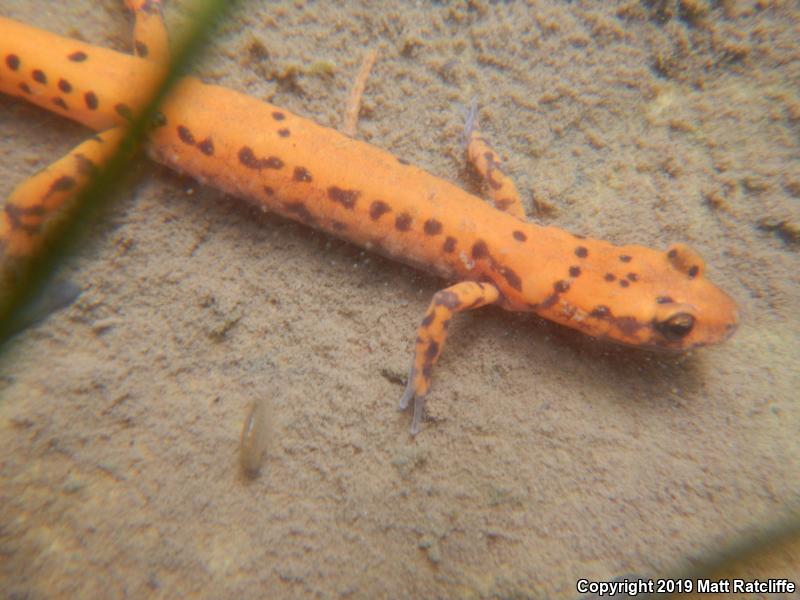 Cave Salamander (Eurycea lucifuga)