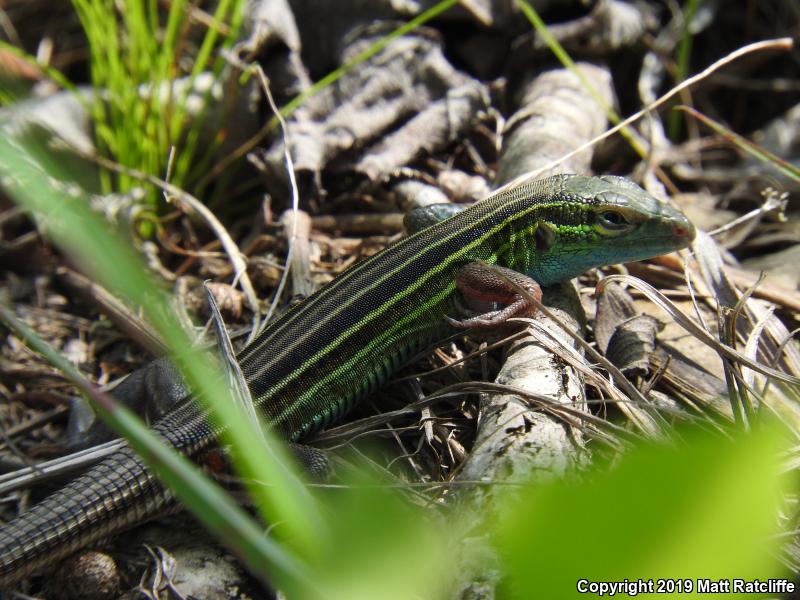 Prairie Racerunner (Aspidoscelis sexlineata viridis)