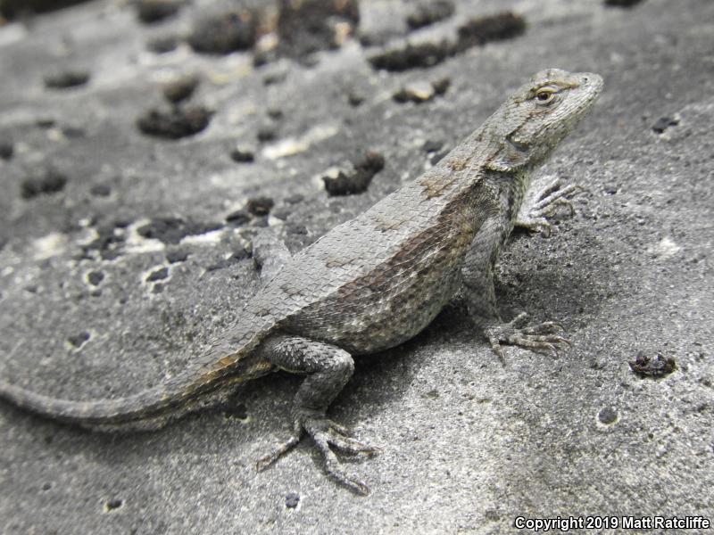 Prairie Lizard (Sceloporus consobrinus)