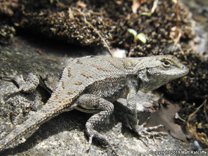 Prairie Lizard (Sceloporus consobrinus)