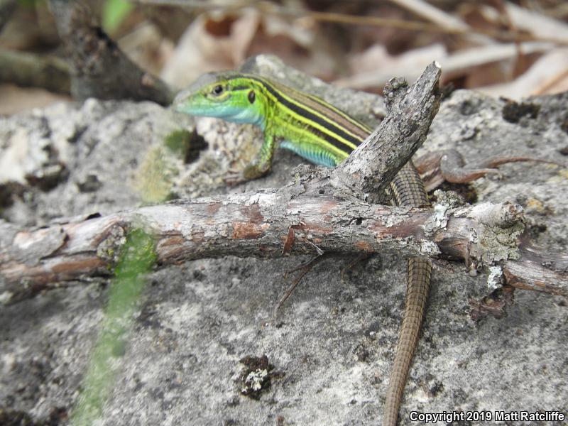 Prairie Racerunner (Aspidoscelis sexlineata viridis)