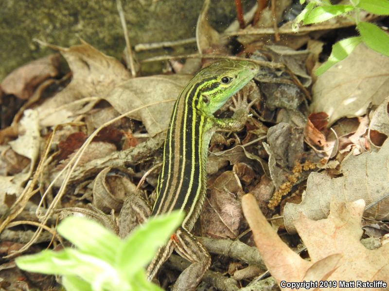 Prairie Racerunner (Aspidoscelis sexlineata viridis)