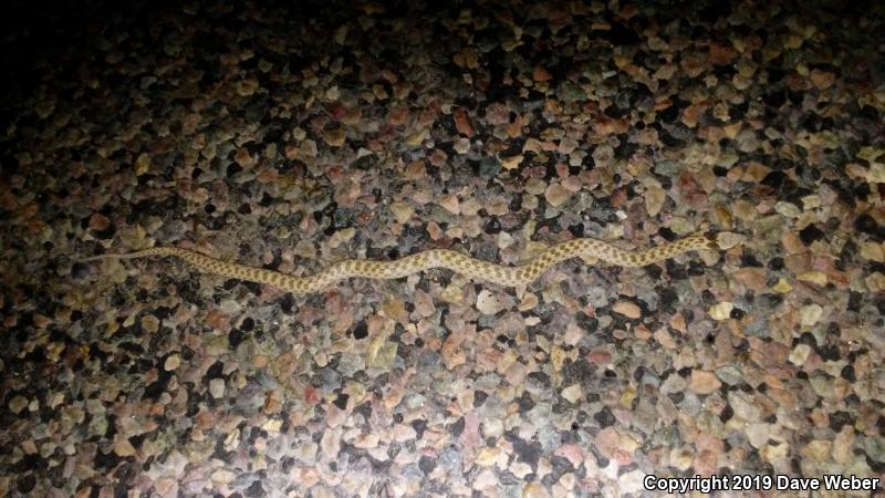 Collar Nightsnake (Hypsiglena torquata)