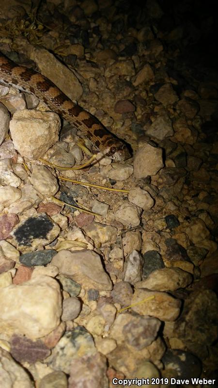 Spotted Leaf-nosed Snake (Phyllorhynchus decurtatus)