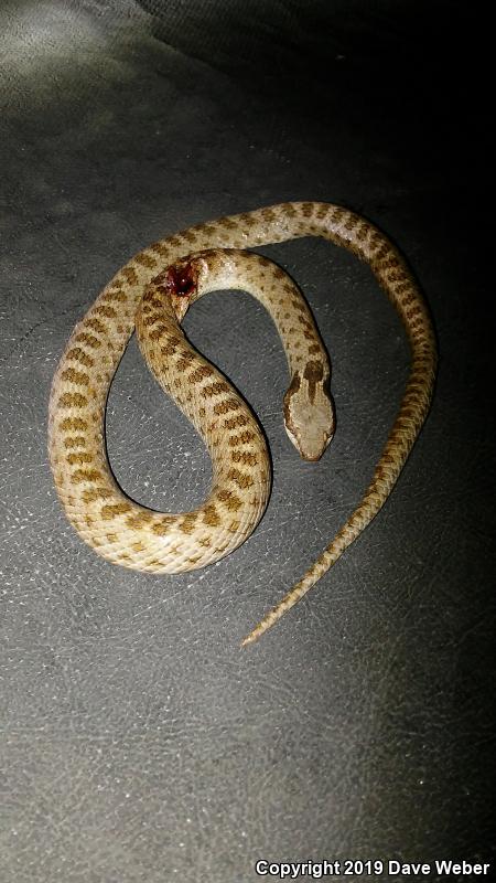 Collar Nightsnake (Hypsiglena torquata)