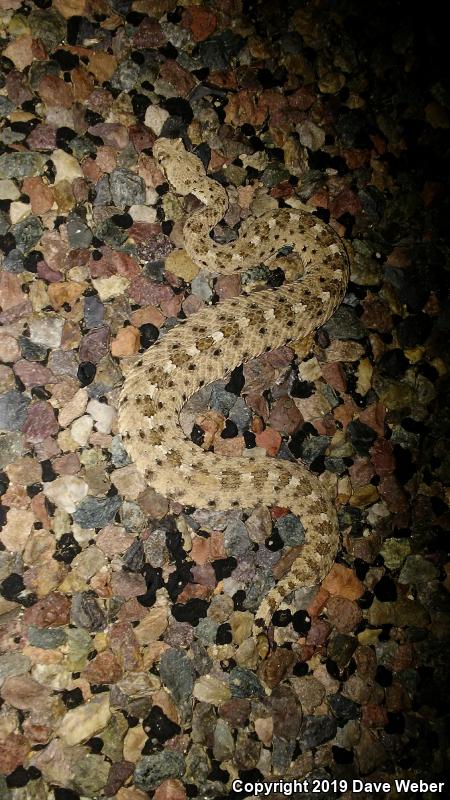 Sonoran Sidewinder (Crotalus cerastes cercobombus)