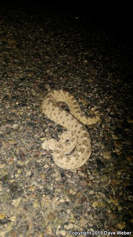 Sonoran Sidewinder (Crotalus cerastes cercobombus)